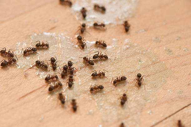 Best Best Pest Control Companies  in Ludlow, KY