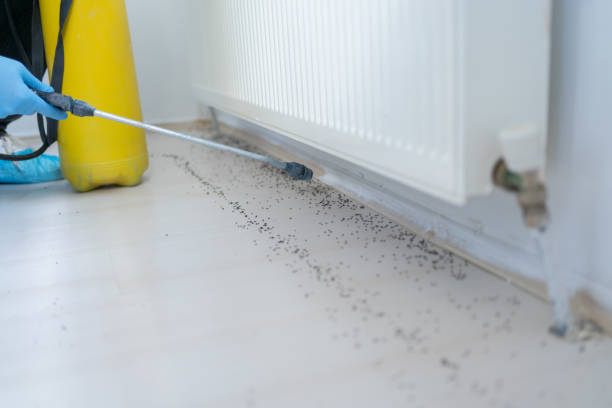 Best Mosquito Control Services  in Ludlow, KY